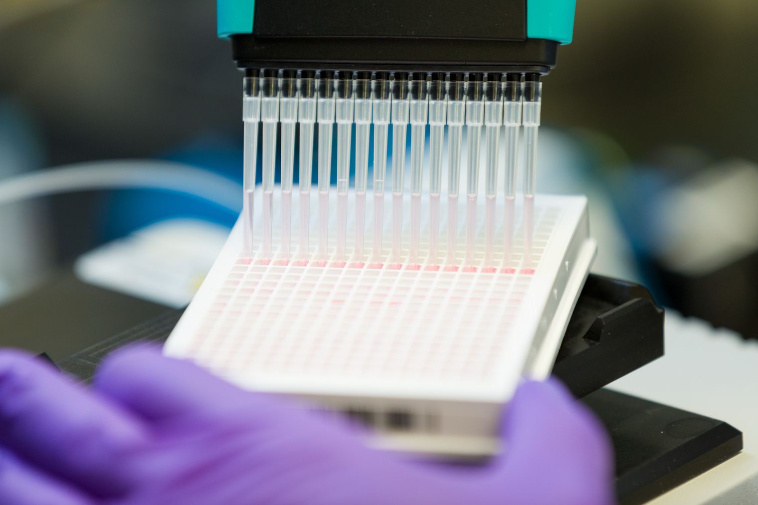 NCATS biologist Michele Ceribelli, Ph.D., prepares samples for a high-throughput flow cytometry analysis in a 384 well plate.